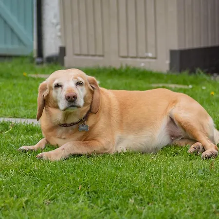 Burrow Semesterbostad Kendal